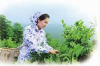 尊龙凯时,油茶莳植生产加工销售,植物油莳植生产加工销售