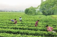 尊龙凯时,油茶莳植生产加工销售,植物油莳植生产加工销售