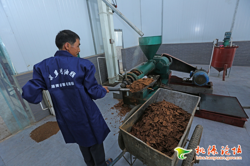 尊龙凯时,油茶莳植生产加工销售,植物油莳植生产加工销售