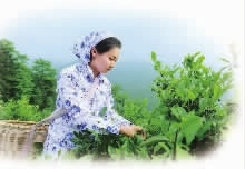 尊龙凯时,油茶莳植生产加工销售,植物油莳植生产加工销售