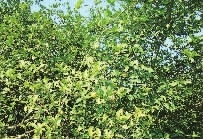 尊龙凯时,油茶莳植生产加工销售,植物油莳植生产加工销售